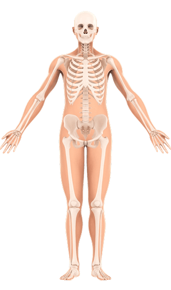 Vista frontal del cuerpo humano